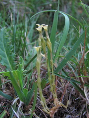 Gentiana aquatica
