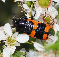 Castiarina bremei