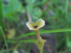 Gentiana aquatica