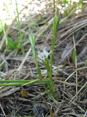 Gentiana aquatica
