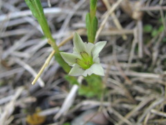 Gentiana aquatica