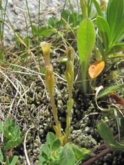 Gentiana aquatica