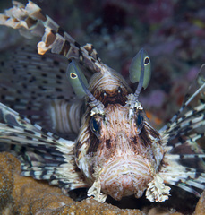 Pterois volitans