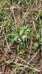 Colchicum palaestinum