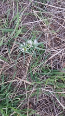 Colchicum palaestinum