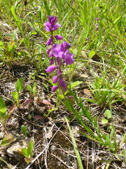 Polygala comosa
