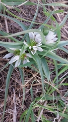 Colchicum palaestinum