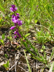 Polygala comosa