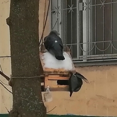 Columba livia domestica