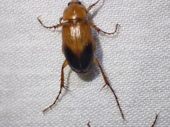 Phyllotocus macleayi