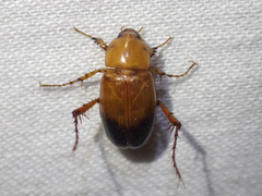 Phyllotocus macleayi