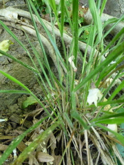 Brachypodium sylvaticum