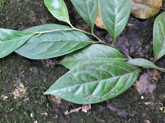 Diospyros sylvatica