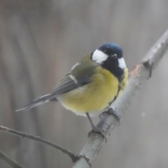 Parus major