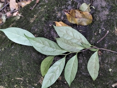Diospyros sylvatica