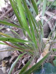 Brachypodium sylvaticum