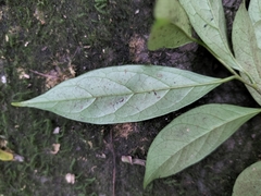 Diospyros sylvatica