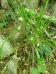 Brachypodium sylvaticum