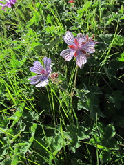 Geranium renardii