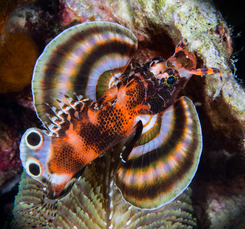 Bantol (Dendrochirus biocellatus) — Scorpaenidae — 5