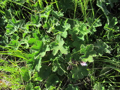 Geranium renardii