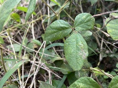 Vigna reflexopilosa