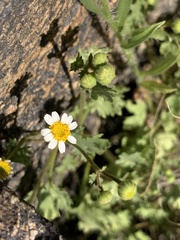 Perityle emoryi