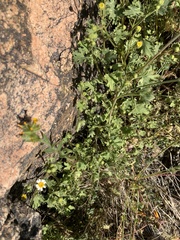 Perityle emoryi