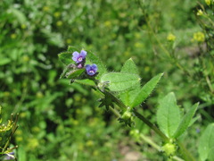Asperugo procumbens