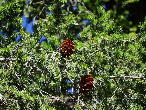 Bigcone Douglas-fir