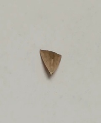 Lepidoptera