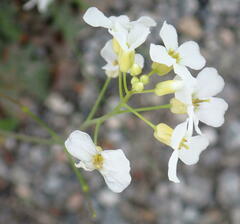 Arabidopsis