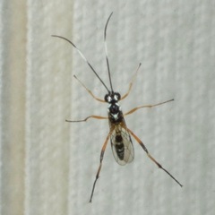 Xanthocryptus novozealandicus