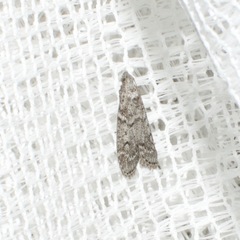 Heteromicta pachytera