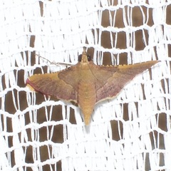 Endotricha pyrosalis