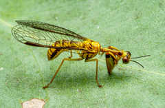 Spaminta minjerribae