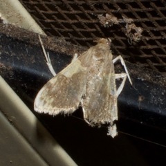 Leucinodes cordalis