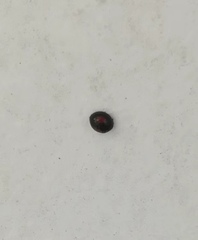 Coccinellidae