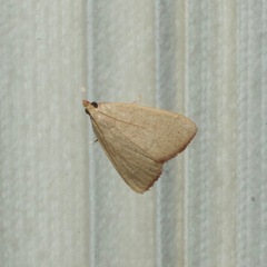 Hypsopygia albidalis