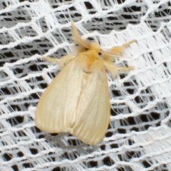 Laelia obsoleta