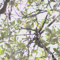 Peucedramus taeniatus
