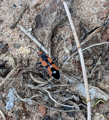 Melanerythrus mactans