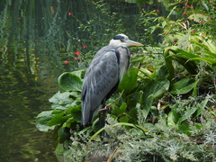 Ardea cinerea