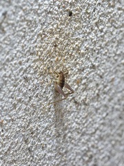 Ceuthophilus secretus