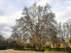 Platanus × hispanica