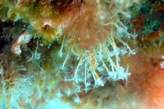 Ectopleura crocea