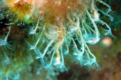 Ectopleura crocea