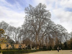 Platanus × hispanica