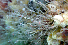 Ectopleura crocea