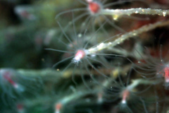 Ectopleura crocea